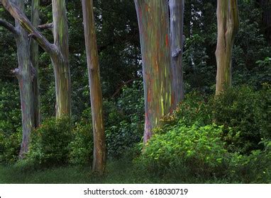 Rainbow Trees Maui Hawaii Stock Photo 618030719 | Shutterstock