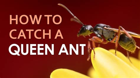 What To Do If You Find An Ant Queen