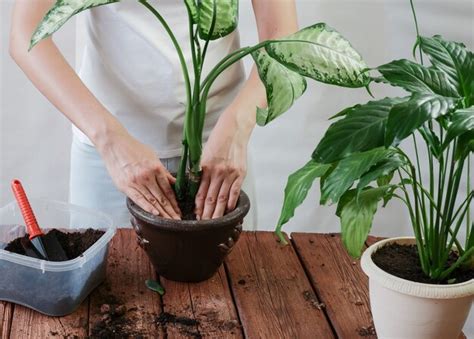 Mãos da mulher transplantando planta a em um novo vaso spathiphyllum