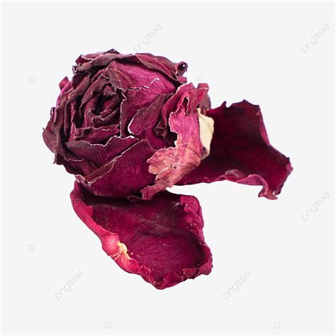 Una Hermosa Rosa Roja Png Rojo Flor Rosa Flor Png Imagen Para