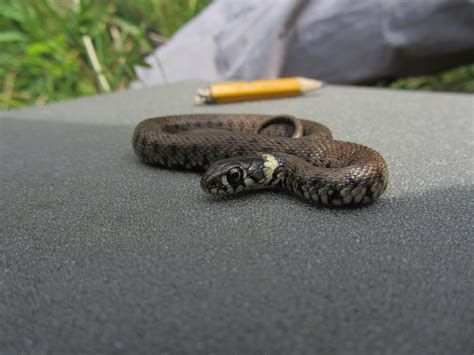 Bat Conservation Trust added a... - Bat Conservation Trust