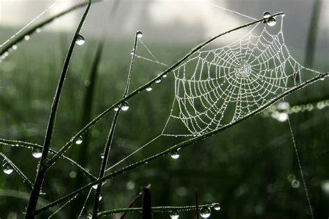 Why Do Spiders Bite? 6 Frequently Asked Questions About Spiders