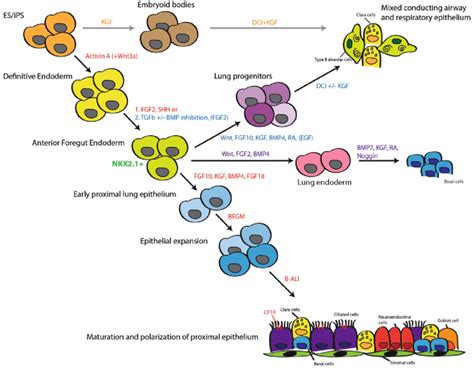 Differentiation Strategies To Generate Pulmonary Epithelial Cell