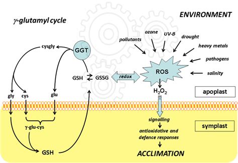 γ Glutamyl Cycle