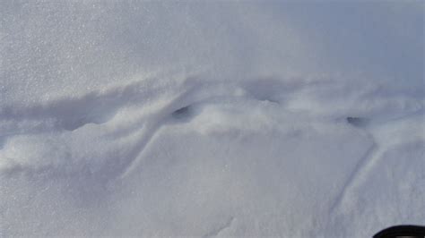 Life at the Blue Rock Ranch: Possum Tracks