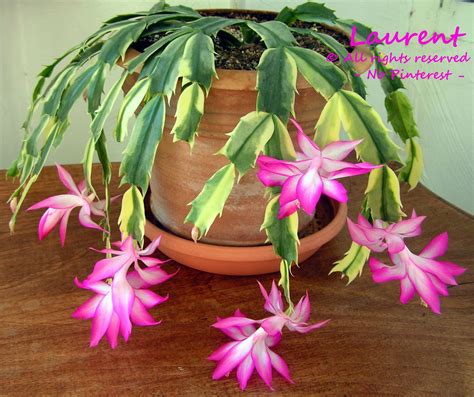 Schlumbergera Madame Butterfly Variegata Holiday Cactus Christmas Cactus Thanksgiving Cactus