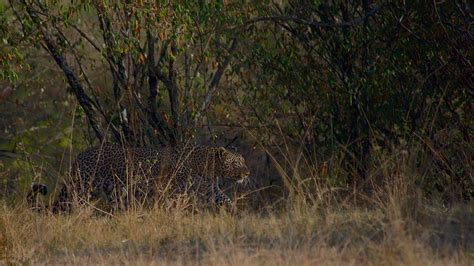 Leopard Tierwelt Afrika Kostenloses Foto Auf Pixabay