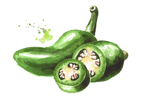 Pimienta Verde Del Jalapeno Ilustración del Vector Ilustración de