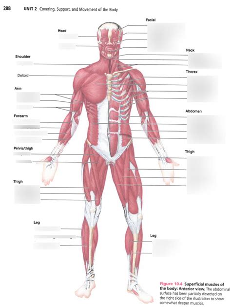 Superficial muscles Anterior view Diagram | Quizlet