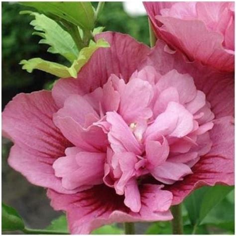 Hibiscus Syriacus Nolwenn Pot De 4 Litres Gamm Vert En 2024