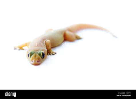 Gecko. Small funny lizard isolated on white Stock Photo - Alamy