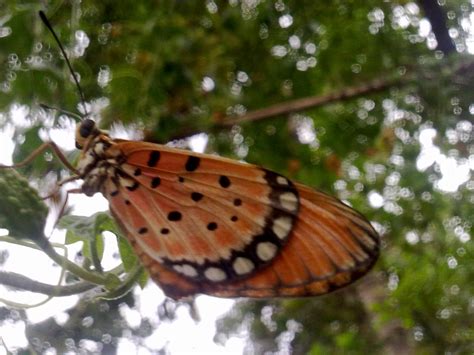 sleeping butterfly by lovuhemant on DeviantArt