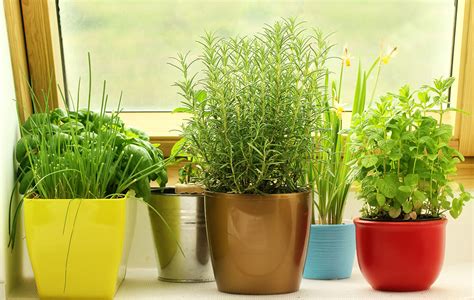 5 Best indoor herb gardens - Easy Herb Garden