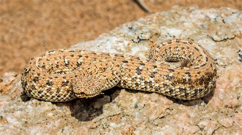 Juvenile Peringuey S Adder Bitis Peringueyi Swakopmund Flickr