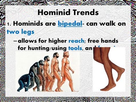 Hominid Evolution Eq How Do Bipedalism Opposable Thumbs And Skull