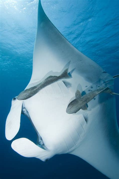 Manta Ray Stock Image Image Of Large Blue Giant Grey 9614869