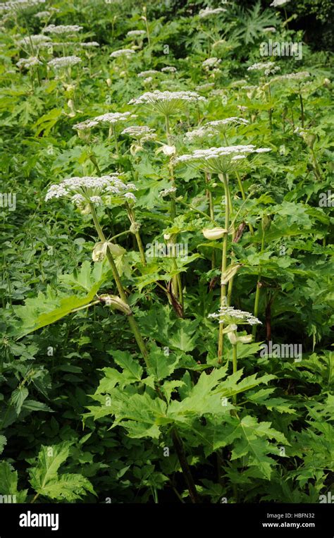 Heracleum Mantegazzianum Giant Hogweed Stock Photo Alamy