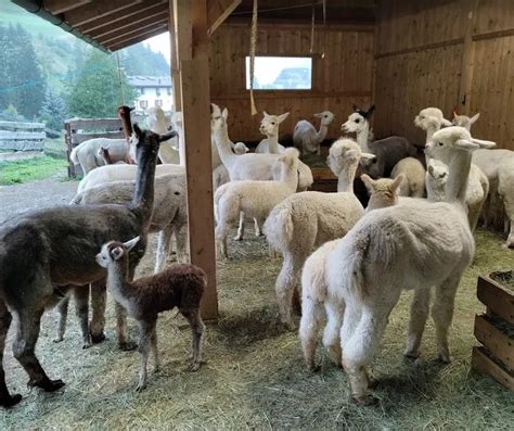 Passeggiata Con Alpaca Nella Val Gardena In Alto Adige Holidoit