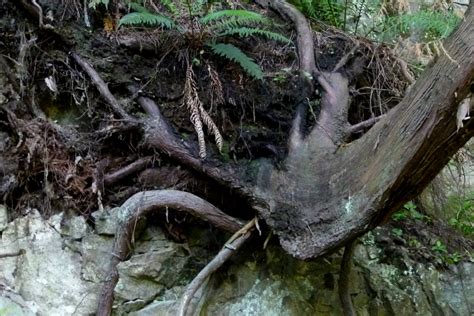 Images Gratuites Arbre La Nature Roche Branche Feuille Tronc