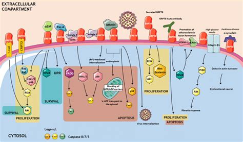 Csgrp78 Ligands Csgrp78 Serves As Receptor For Several Proteins