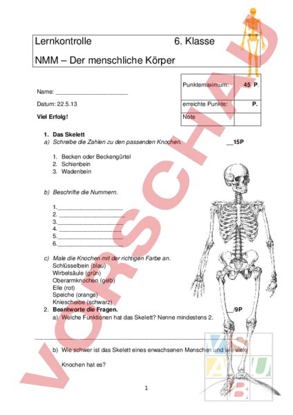 Arbeitsblatt Lernkontrolle menschlicher Körper Biologie Anatomie