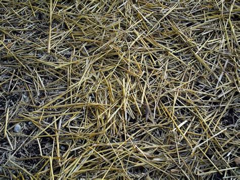 Peat Moss Or Straw For Grass Seed Which Is Right For You Urbanmatter