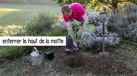 Comment Planter Un Figuier Youtube