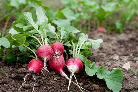 Cultiva RÁBANOS en casa Guía ÉXITO para SIEMBRA