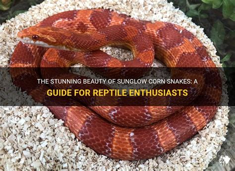 The Stunning Beauty Of Sunglow Corn Snakes A Guide For Reptile