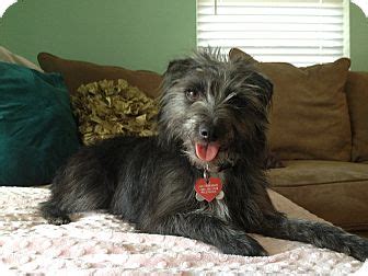 Libby | Adopted Dog | Homestead, FL | Fox Terrier (Wirehaired ...