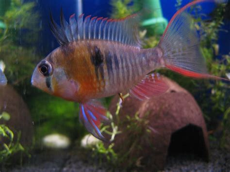 Bolivian Ram (Mikrogeophagus altispinosus): Complete Care Guides, Tank ...