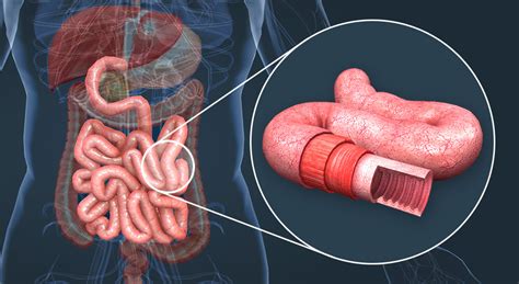 La Anatom A Del Intestino Delgado Escena En D Educaci N Digital Y