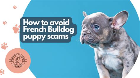 How To Avoid French Bulldog Puppy Scams The French Bulldog Of Colorado