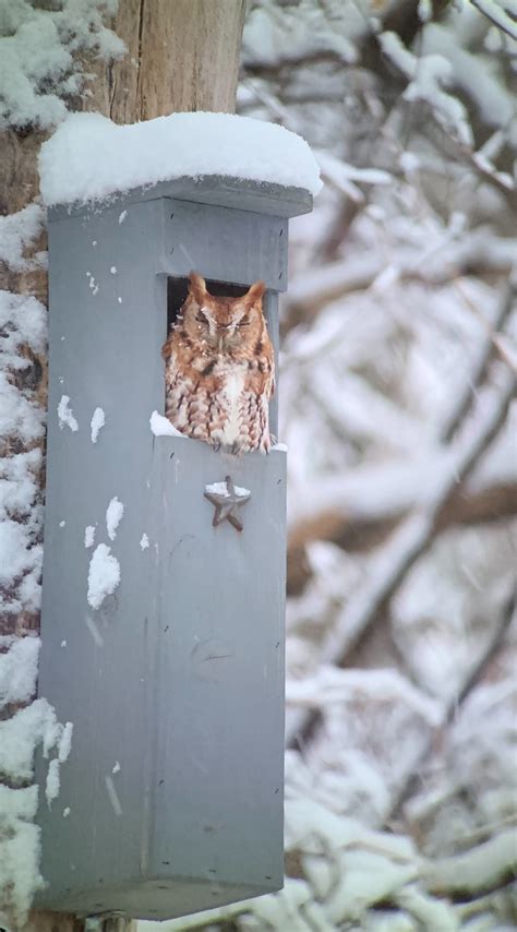 Great Horned Owl Nest Box