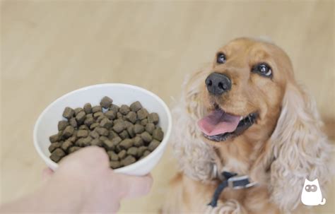 Cuantas Tazas En 40 Libras De Comida Para Perros