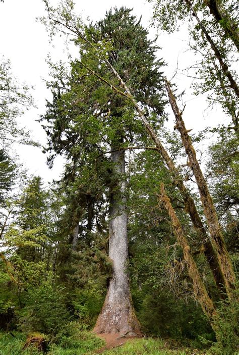 Trees Planet Picea Sitchensis Sitka Spruce