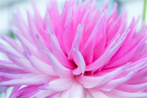 Beautiful Pink Dahlia Park Princess Flower In Summer Garden Stock Image