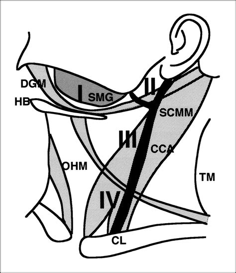 Lymph Nodes In Neck Levels