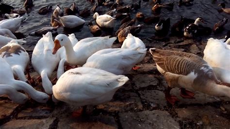 Bird Wild Life Sirpur Indore Youtube