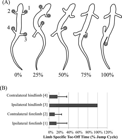 The Hip Twist Jump A Unique Mechanism For Jumping In Lungless Salamanders