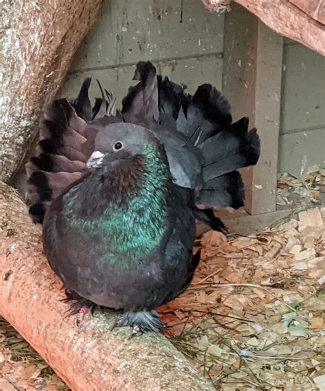 My Growing Flight Of Pigeons The Martha Stewart Blog