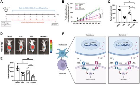 Hypoxia Activated Hgf Expression In Pancreatic Stellate Cells Confers