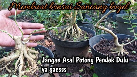 Membuat Bonsai Sancang Bogel Tahap Pengepresan Youtube