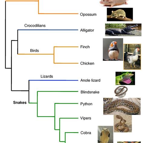 Phylogenetic Tree Of Major Amniote Vertebrate Lineages Approximate