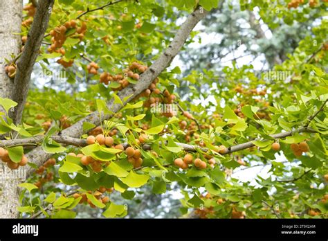 Fruit on a female ginkgo biloba 'Golden Colonnade' tree Stock Photo - Alamy