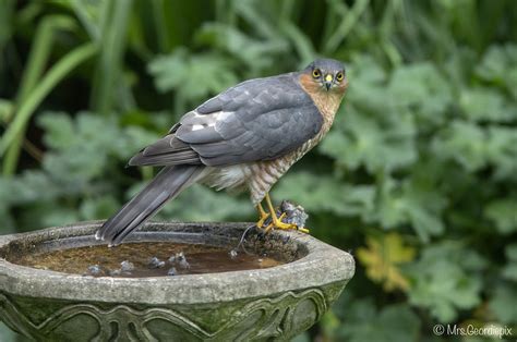 Sparrowhawk With Garden Mouse Our Local Male Sparrowhawk Flickr