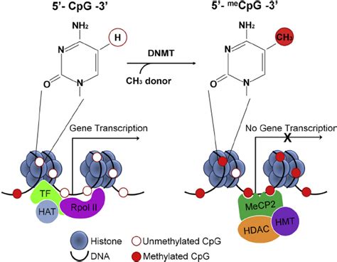 DNA Methylation At Gene Promoter Region The Transfer Of A CH3 Group