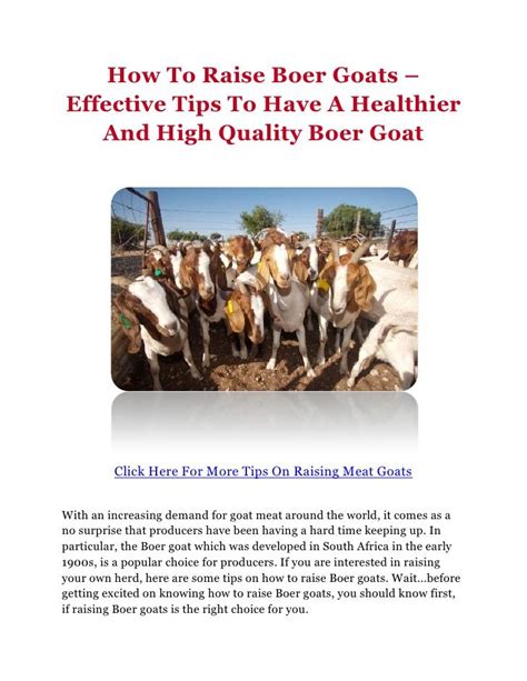 How To Raise Boer Goats Effective Tips To Have A Healthier And High