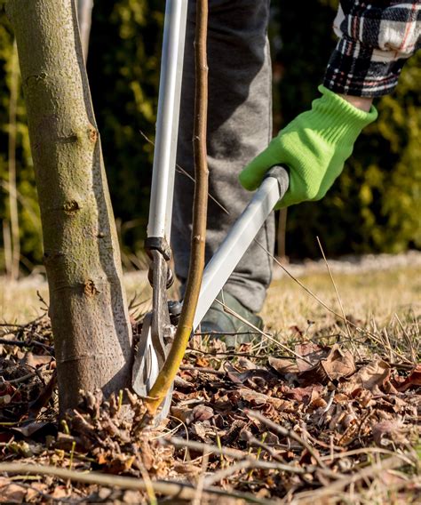 How To Prune Crabapple Trees Expert Trimming Tips Homes And Gardens