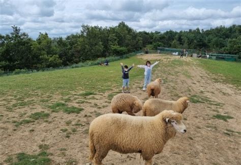 울산 아이와가볼만한곳 울산양떼목장 내돈내산후기 네이버 블로그